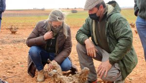 Merino denuncia que “los conejos se están comiendo la renta de los agricultores” ante la falta de medidas de Page