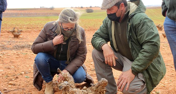 Merino denuncia que “los conejos se están comiendo la renta de los agricultores” ante la falta de medidas de Page