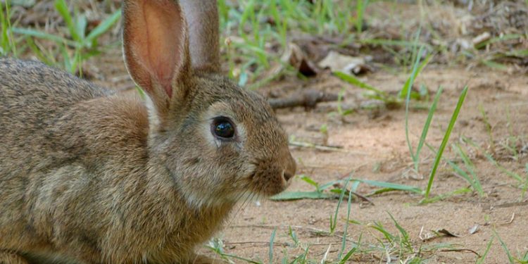 Publicada la ampliación de la declaración de emergencia cinegética temporal por daños de conejo de monte