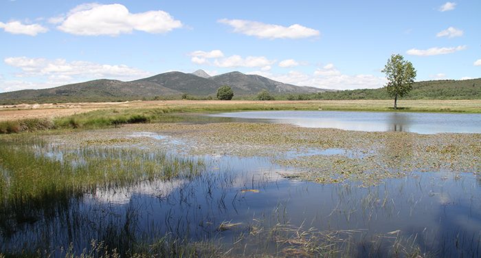 Un total de 71 proyectos optan a conseguir ayuda, dentro de la convocatoria de ADEL destinada a entidades públicas 1 Sierra Norte de Guadalajara