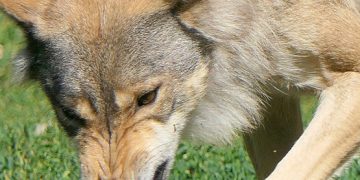 Unión de Uniones insiste en paralizar la inclusión del lobo en el LESPRE hasta encontrar un consenso con el sector ganadero