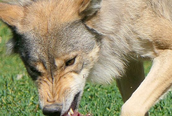 Unión de Uniones insiste en paralizar la inclusión del lobo en el LESPRE hasta encontrar un consenso con el sector ganadero
