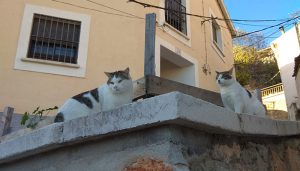 Cuenca en Marcha propone regular la protección y el control de las colonias felinas de la ciudad