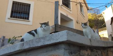 Cuenca en Marcha propone regular la protección y el control de las colonias felinas de la ciudad