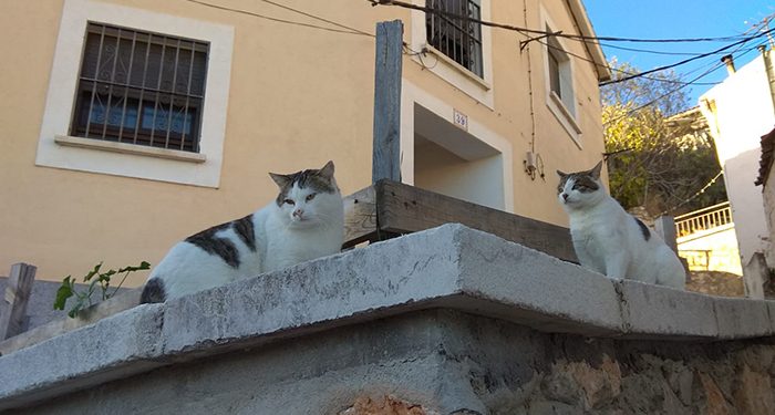 Cuenca en Marcha propone regular la protección y el control de las colonias felinas de la ciudad