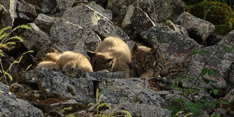 Detectadas tres camadas de lince ibérico en los Montes de Toledo