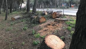 Ecologistas en Acción denuncia un arboricidio en el futuro campus universitario de las Cristinas de Guadalajara