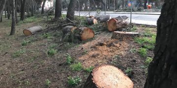Ecologistas en Acción denuncia un arboricidio en el futuro campus universitario de las Cristinas de Guadalajara