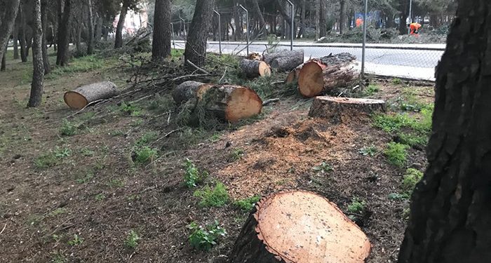 Ecologistas en Acción denuncia un arboricidio en el futuro campus universitario de las Cristinas de Guadalajara