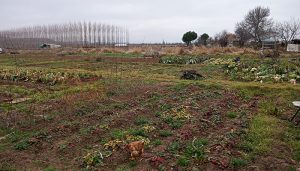 Ecologistas en Acción presenta propuestas para regular los huertos urbanos en Fontanar