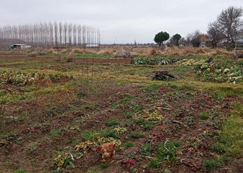 Ecologistas en Acción presenta propuestas para regular los huertos urbanos en Fontanar