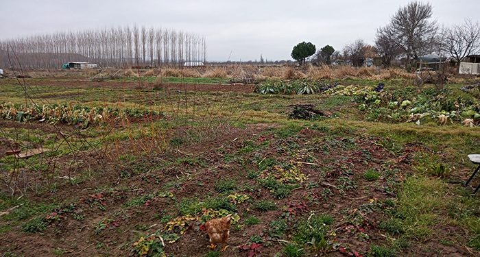 Ecologistas en Acción presenta propuestas para regular los huertos urbanos en Fontanar 1 Ecologistas en Acción presenta propuestas para regular los huertos urbanos en Fontanar