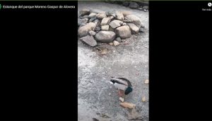 Ecologistas en Acción reclama la eliminación del estanque del parque Moreno Gaspar de Alovera para terminar con el maltrato a los patos