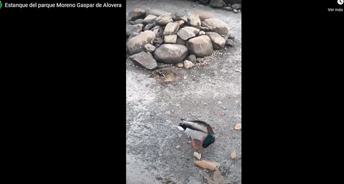 Ecologistas en Acción reclama la eliminación del estanque del parque Moreno Gaspar de Alovera para terminar con el maltrato a los patos 1 Ecologistas en Acción reclama la eliminación del estanque del parque Moreno Gaspar de Alovera para terminar con el maltrato a los patos