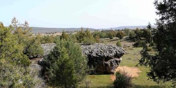 El sabinar de Tamajón Ecosistema invernal de oportunidades
