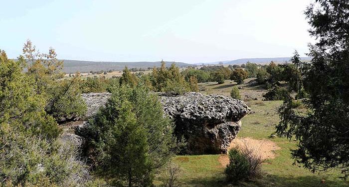 El sabinar de Tamajón: Ecosistema invernal de oportunidades 1 El sabinar de Tamajón Ecosistema invernal de oportunidades