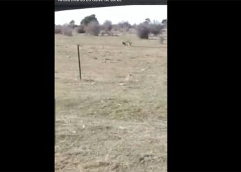 Graban a dos lobos en las praderas de Galve de Sorbe