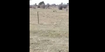 Graban a dos lobos en las praderas de Galve de Sorbe