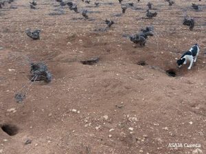 Prorrogada la comarca de emergencia cinegética temporal por daños causados por los conejos en 295 municipios