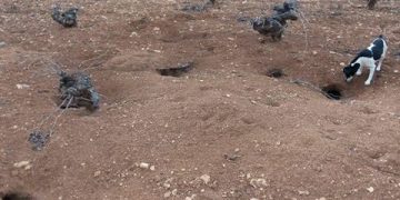 Prorrogada la comarca de emergencia cinegética temporal por daños causados por los conejos en 295 municipios