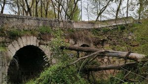 Árbol caído a consecuencia de la nieve