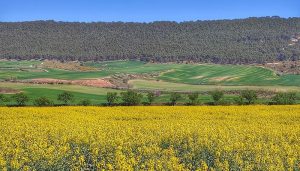 Castilla-La Mancha abona hoy más de 3,6 millones en ayudas de la PAC para agricultores y ganaderos de Guadalajara