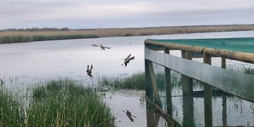 Castilla-La Mancha continúa con los trabajos de recuperación de la cerceta pardilla en la región con la suelta de 20 ejemplares en el complejo Lagunar de Alcázar de San Juan
