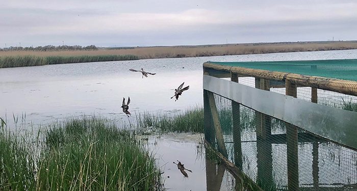 Castilla-La Mancha continúa con los trabajos de recuperación de la cerceta pardilla en la región con la suelta de 20 ejemplares en el complejo Lagunar de Alcázar de San Juan