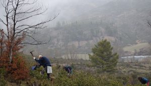 Comienza un proyecto piloto para la restauración del incendio de 2012 en Checa y Chequilla