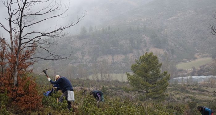 Comienza un proyecto piloto para la restauración del incendio de 2012 en Checa y Chequilla