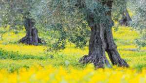#EducarenCLM abordará en abril la sostenibilidad y el cambio climático con la participación de destacados especialistas y varios centros educativos