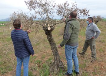 El 70 por ciento de la producción de aceituna de La Alcarria de los próximos años, en peligro por los daños que Filomena ocasionó en el olivar