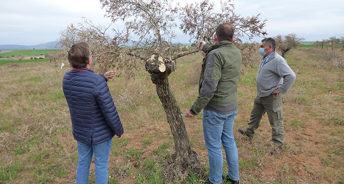 El 70 por ciento de la producción de aceituna de La Alcarria de los próximos años, en peligro por los daños que Filomena ocasionó en el olivar