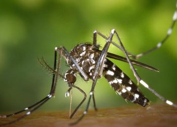 El Ayuntamiento de Cabanillas inicia los tratamientos preventivos contra la proliferación de mosquitos