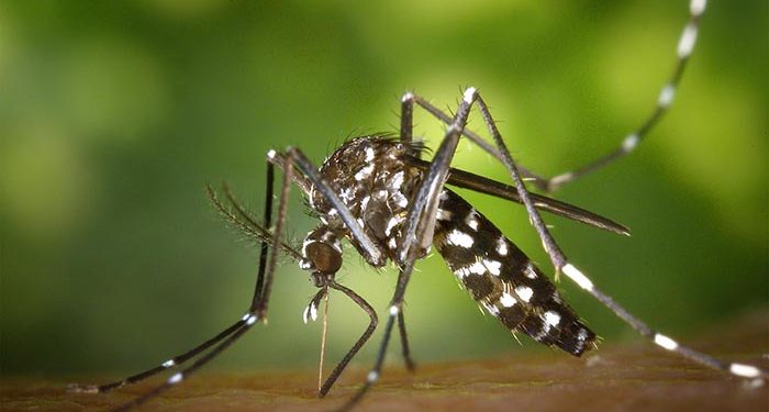 El Ayuntamiento de Cabanillas inicia los tratamientos preventivos contra la proliferación de mosquitos