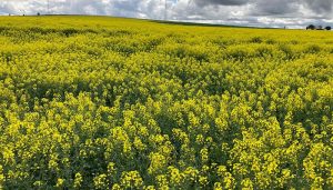 El Gobierno regional abona alrededor de 8,8 millones de euros en ayudas de la PAC a más de 15.000 beneficiarios de la provincia de Cuenca