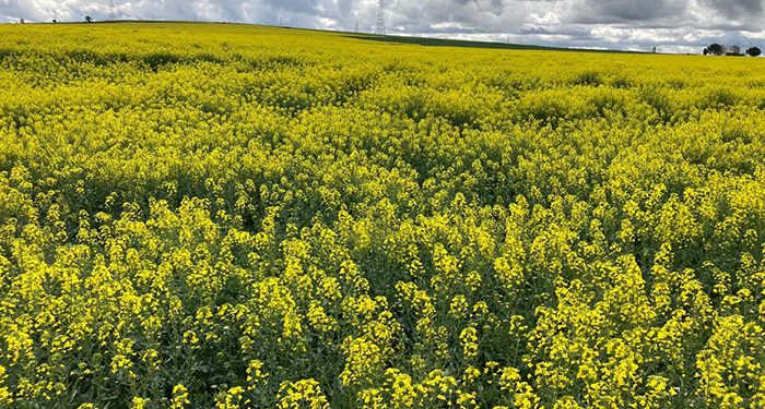 Los agricultores y ganaderos podrán presentar la solicitud única de las ayudas de la Política Agraria Común hasta el 31 de mayo 1 El Gobierno regional abona alrededor de 8,8 millones de euros en ayudas de la PAC a más de 15.000 beneficiarios de la provincia de Cuenca