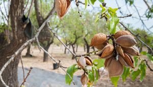 El Gobierno regional financia un total de 87 proyectos de investigación en zonas afectadas por la despoblación, casi un 40 por ciento del total de proyectos
