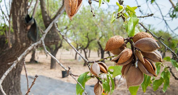 El Gobierno regional financia un total de 87 proyectos de investigación en zonas afectadas por la despoblación, casi un 40 por ciento del total de proyectos