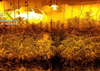 La Guardia Civil desmantela una plantación “indoor” con 512 plantas de marihuana en Horcajo de Santiago