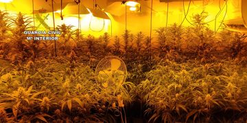 La Guardia Civil desmantela una plantación “indoor” con 512 plantas de marihuana en Horcajo de Santiago