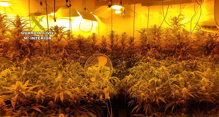 La Guardia Civil desmantela una plantación “indoor” con 512 plantas de marihuana en Horcajo de Santiago
