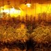 La Guardia Civil desmantela una plantación “indoor” con 512 plantas de marihuana en Horcajo de Santiago