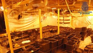 La Policía Nacional desmantela el centro de cultivo y producción de marihuana más importante de Cuenca