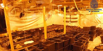 La Policía Nacional desmantela el centro de cultivo y producción de marihuana más importante de Cuenca