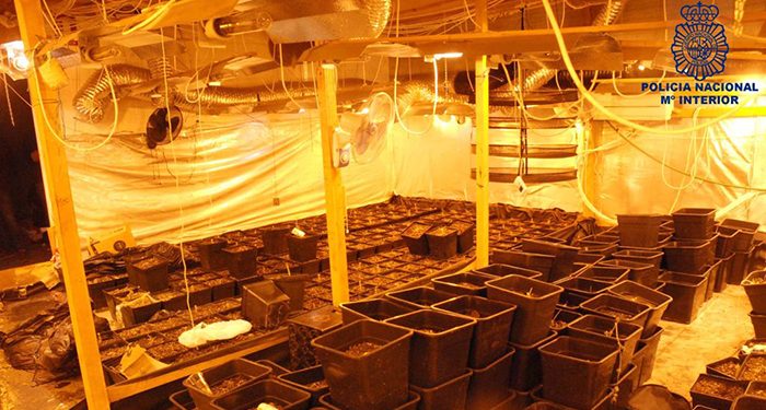 La Policía Nacional desmantela el centro de cultivo y producción de marihuana más importante de Cuenca