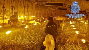 La Policía Nacional desmantela la mayor plantación “indoor” de cultivo ilegal de marihuana en la ciudad de Guadalajara