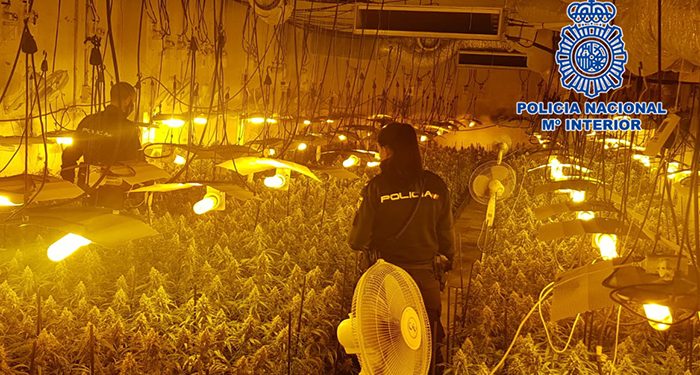 La Policía Nacional desmantela la mayor plantación “indoor” de cultivo ilegal de marihuana en la ciudad de Guadalajara
