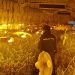 La Policía Nacional desmantela la mayor plantación “indoor” de cultivo ilegal de marihuana en la ciudad de Guadalajara 3 La Policía Nacional desmantela la mayor plantación “indoor” de cultivo ilegal de marihuana en la ciudad de Guadalajara