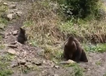 La primavera deja en El Hosquillo un nuevo inquilino un osezno hijo de Negrita